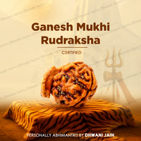 Ganesh Mukhi Rudraksha for Success, Wisdom & Obstacle Removal