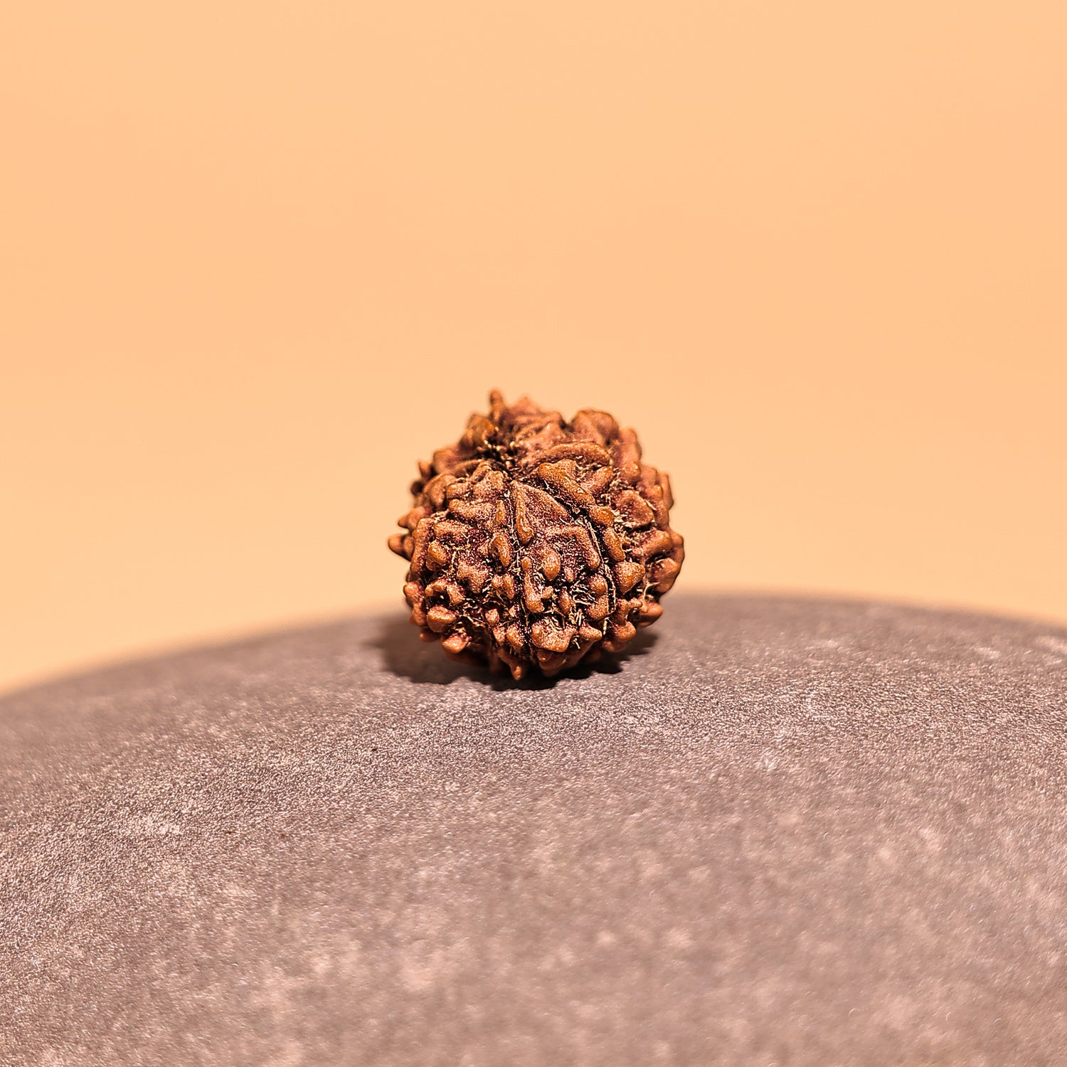 Nepali 8 Mukhi Rudraksha (Eight Faced) - Abhimantrit & Certified