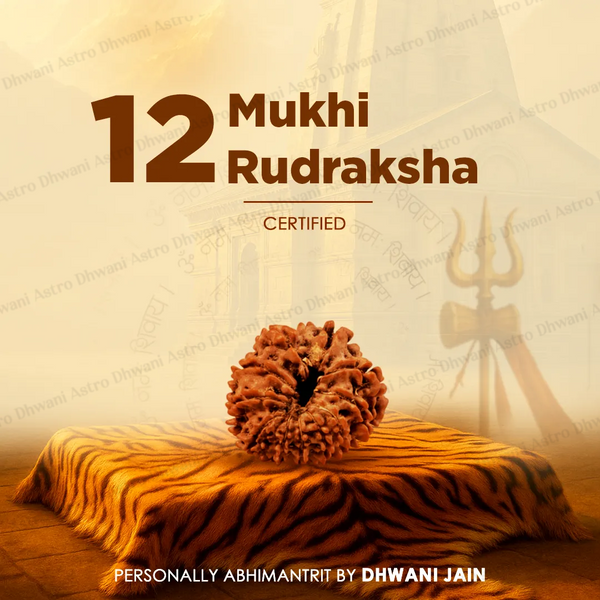 Nepali 12 Mukhi Rudraksha (Twelve-Faced) for Leadership, Confidence & Success