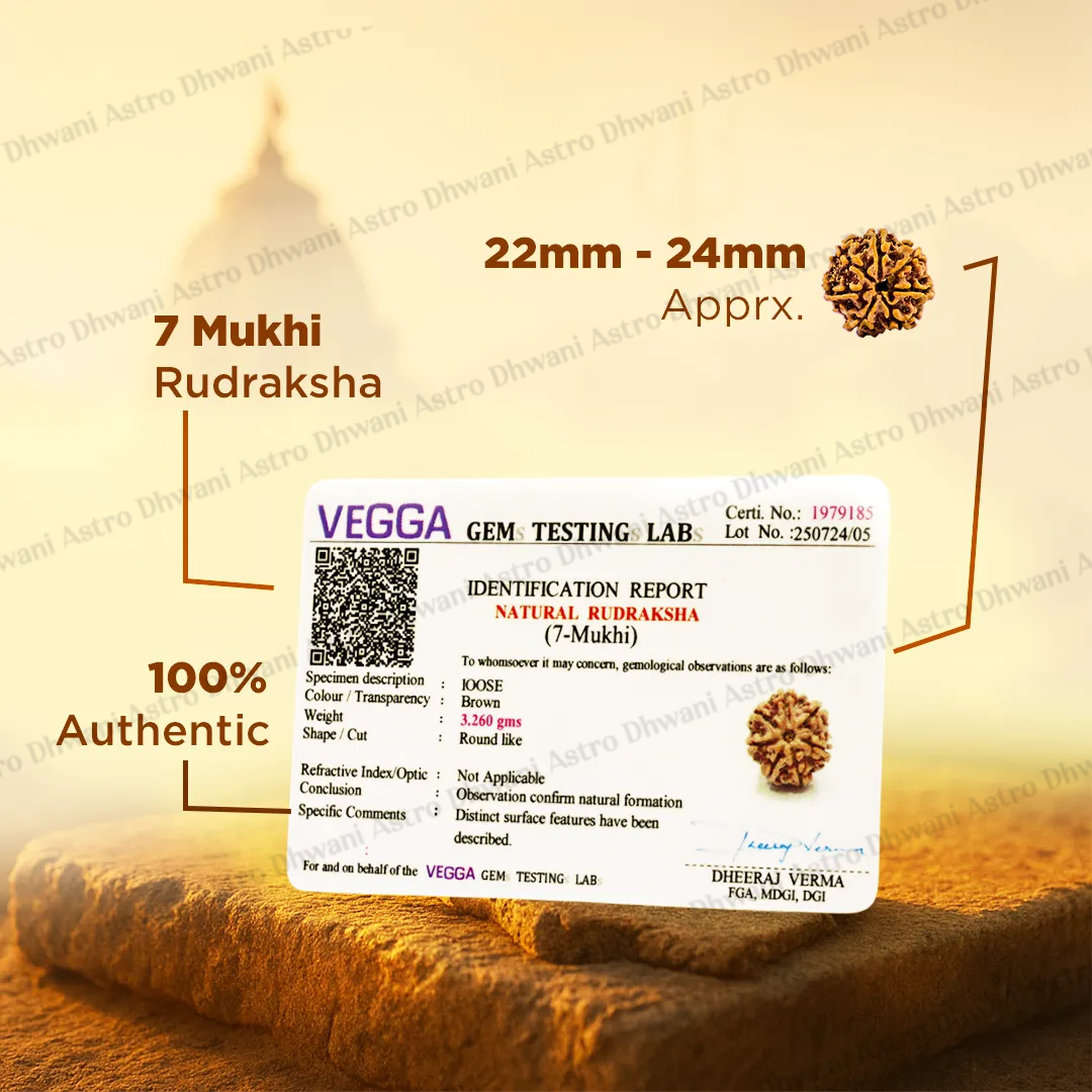 Nepali 7 Mukhi Rudraksha (Seven Faced) for Wealth, Prosperity & Financial Growth