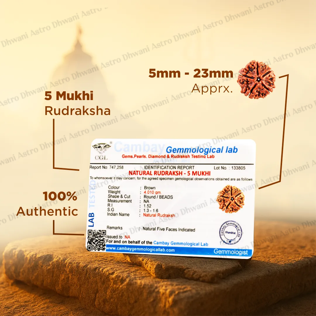 5 Mukhi Rudraksha (Five Faced) for Peace, Protection & Daily Wear