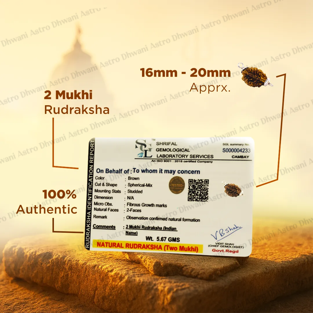 Nepali 2 Mukhi Rudraksha (Two Faced) for Love, Harmony & Relationship Balance