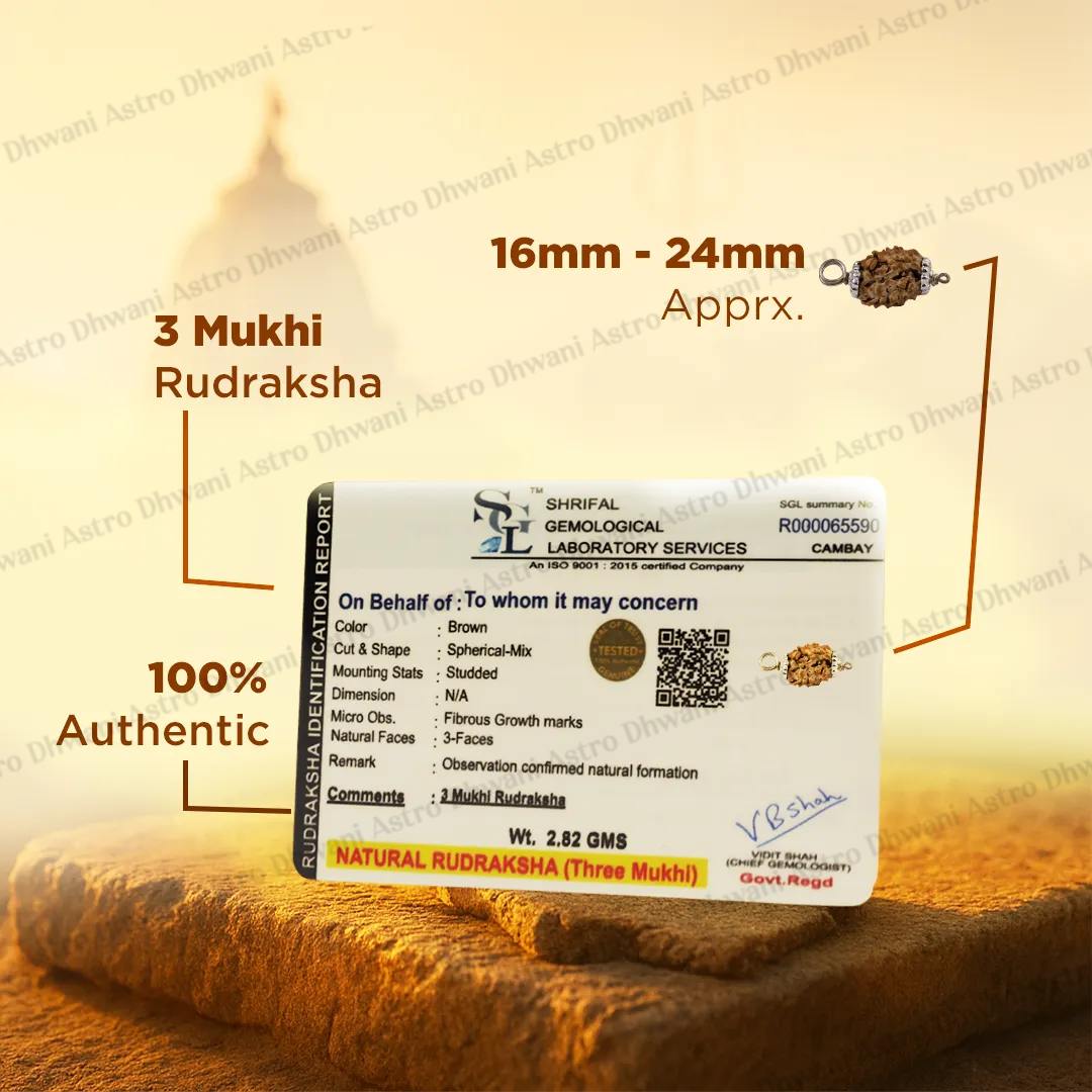 Nepali 3 Mukhi Rudraksha (Three Faced) for Confidence, Healing & New Beginnings