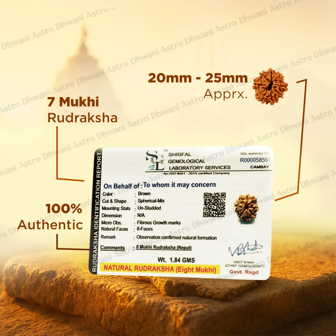 Nepali 8 Mukhi Rudraksha (Eight Faced) for Success, Clarity & Obstacle Removal