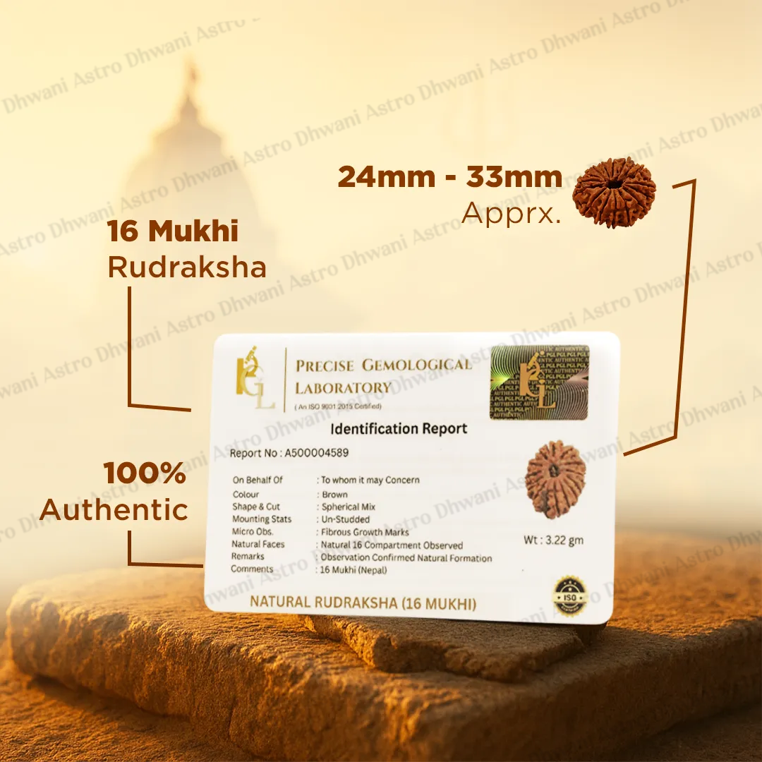 Nepali 16 Mukhi Rudraksha (Sixteen-Faced) for Protection, Victory & Fearlessness
