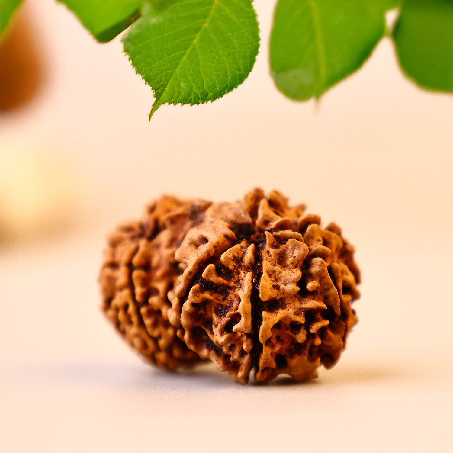 Original Gauri Shankar Rudraksha - Abhimantrit