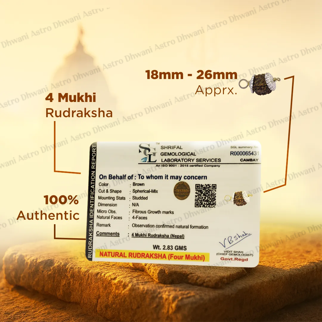 Nepali 4 Mukhi Rudraksha (Four Faced) for Knowledge, Communication & Success