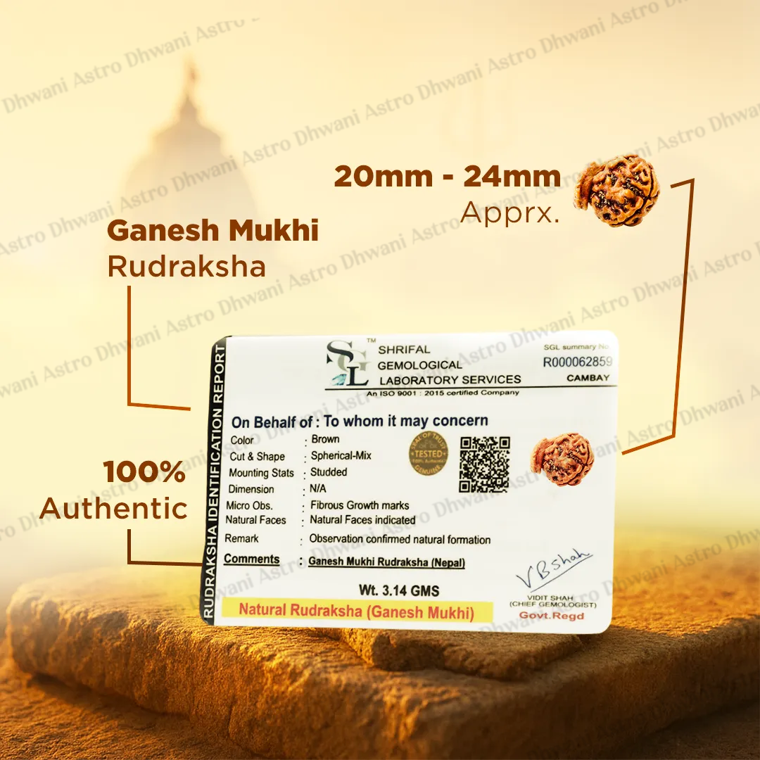 Ganesh Mukhi Rudraksha for Success, Wisdom & Obstacle Removal