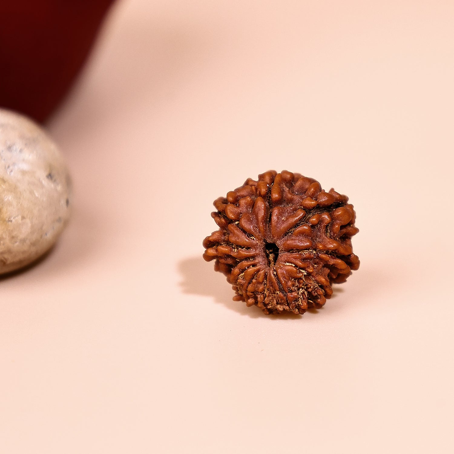 Nepali 10 Mukhi Rudraksha (Ten Faced) - Abhimantrit & Certified