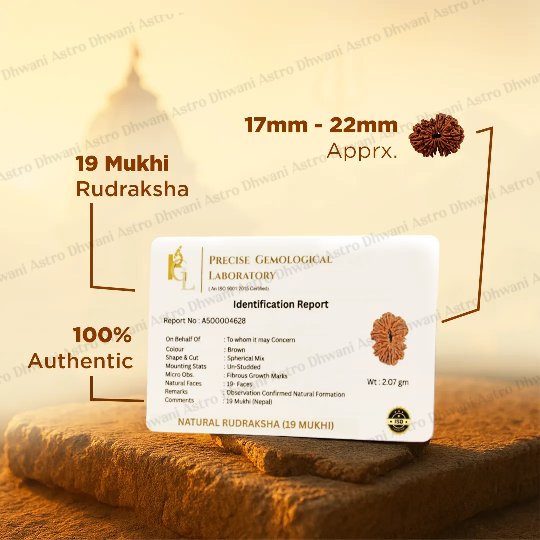 Nepali 19 Mukhi Rudraksha (Nineteen-Faced) for Wealth, Prosperity & Success