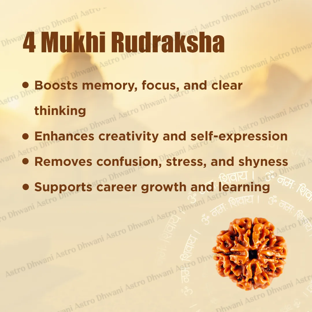 Nepali 4 Mukhi Rudraksha (Four Faced) for Knowledge, Communication & Success