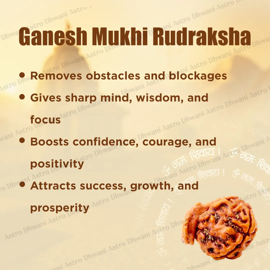 Ganesh Mukhi Rudraksha for Success, Wisdom & Obstacle Removal