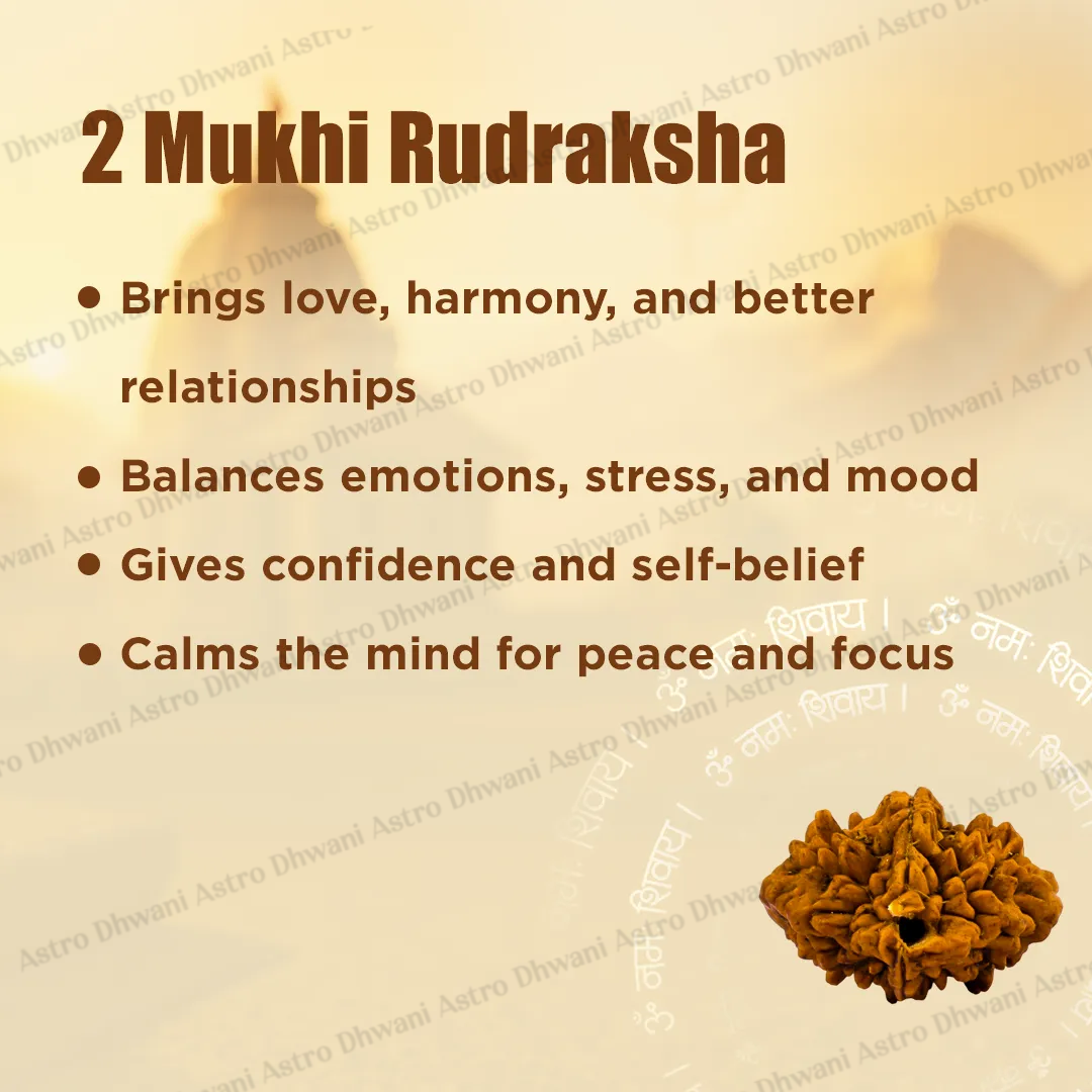 Nepali 2 Mukhi Rudraksha (Two Faced) for Love, Harmony & Relationship Balance