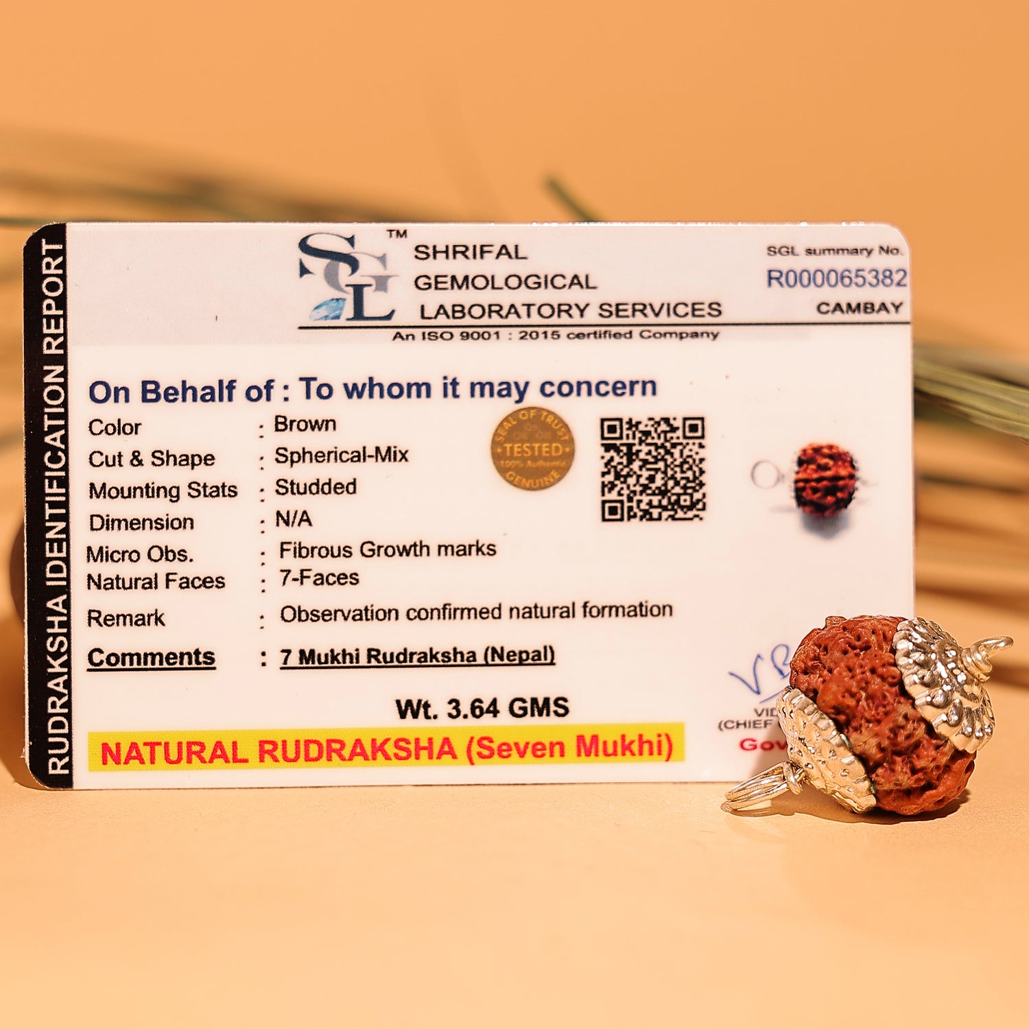 Nepali 7 Mukhi Rudraksha ( Seven Faced) - Abhimantrit & Certified