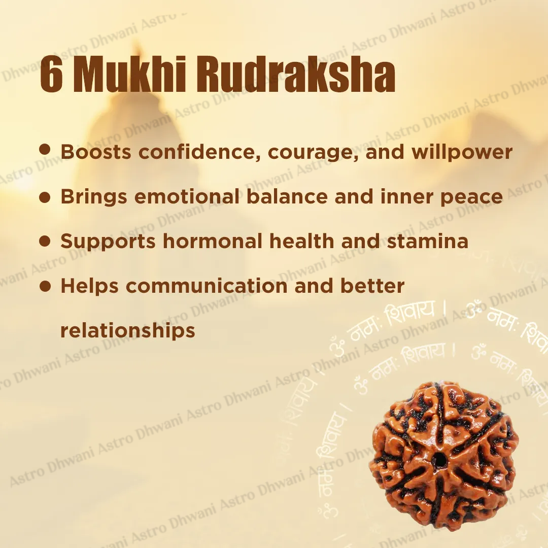 Nepali 6 Mukhi Rudraksha (Six Faced) for Confidence, Control & Success