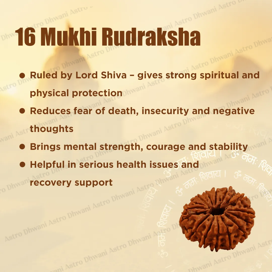 Nepali 16 Mukhi Rudraksha (Sixteen-Faced) for Protection, Victory & Fearlessness