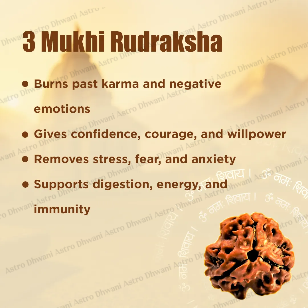 Nepali 3 Mukhi Rudraksha (Three Faced) for Confidence, Healing & New Beginnings
