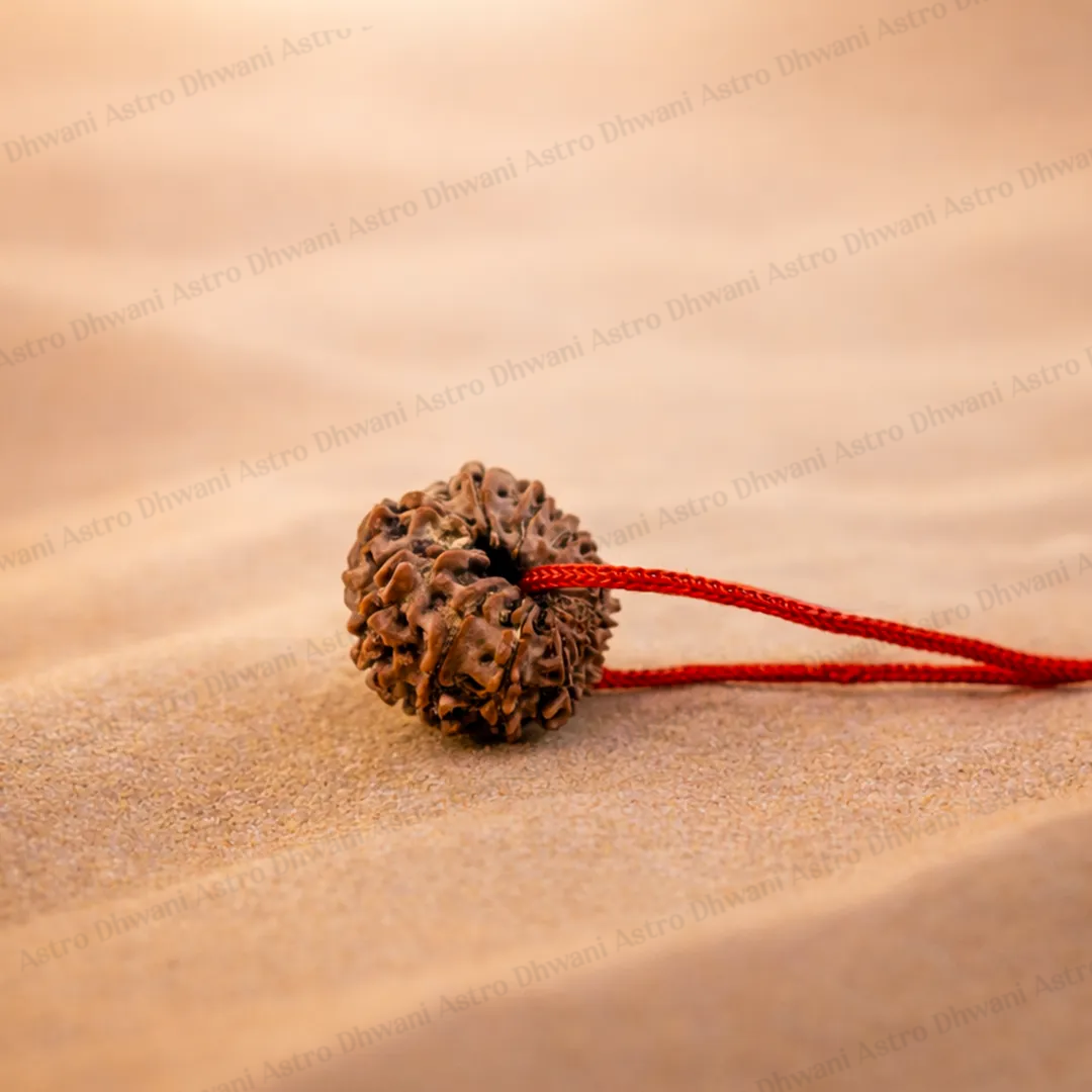 Nepali 13 Mukhi Rudraksha (Thirteen-Faced) for Attraction, Success & Manifestation