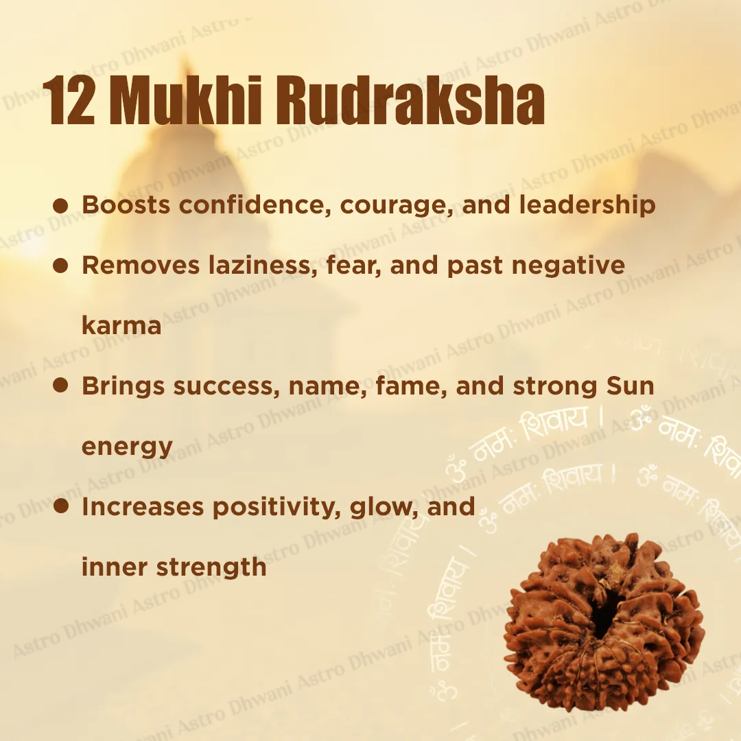 Nepali 12 Mukhi Rudraksha (Twelve-Faced) for Leadership, Confidence & Success