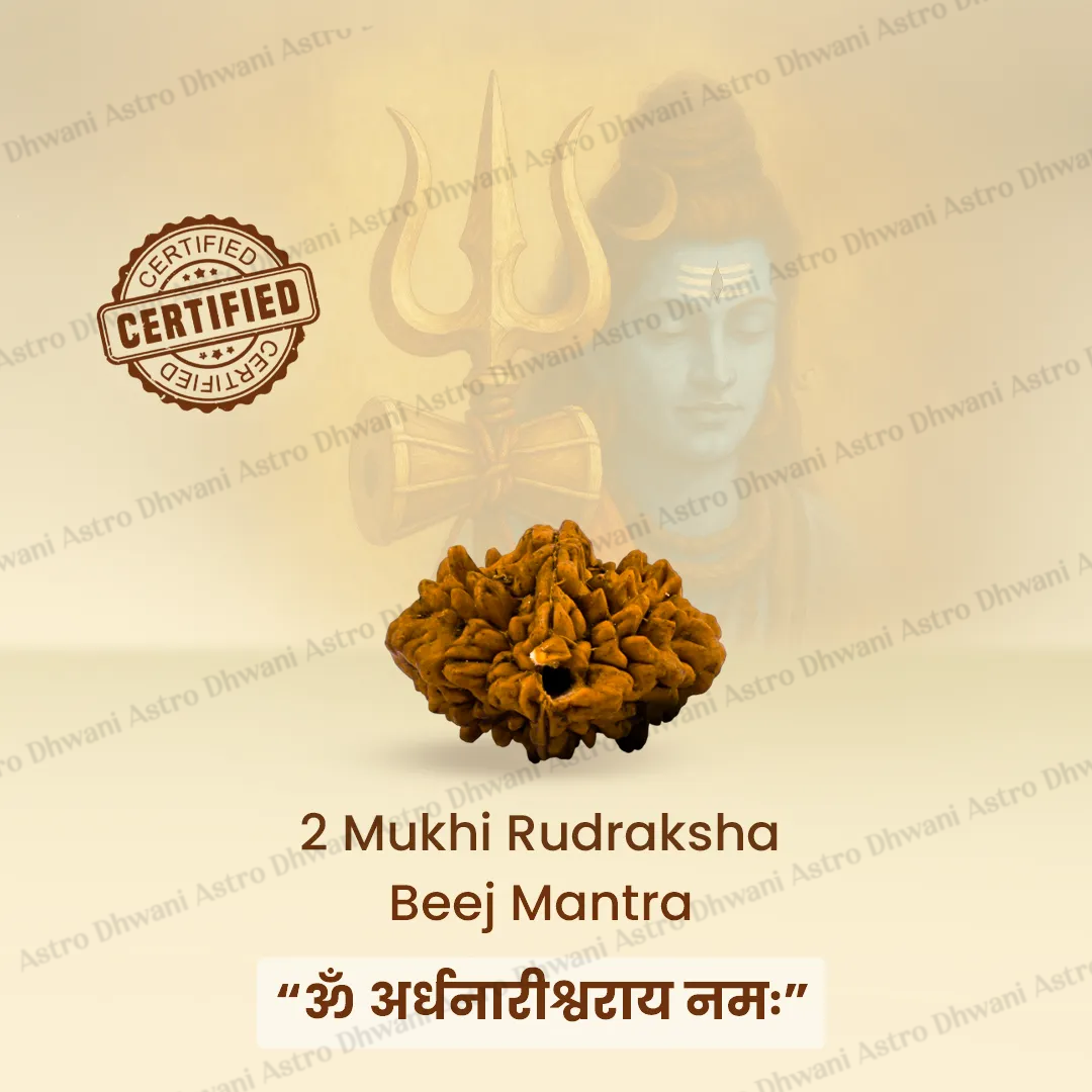 Nepali 2 Mukhi Rudraksha (Two Faced) for Love, Harmony & Relationship Balance