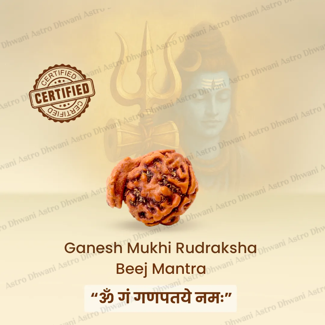 Ganesh Mukhi Rudraksha for Success, Wisdom & Obstacle Removal