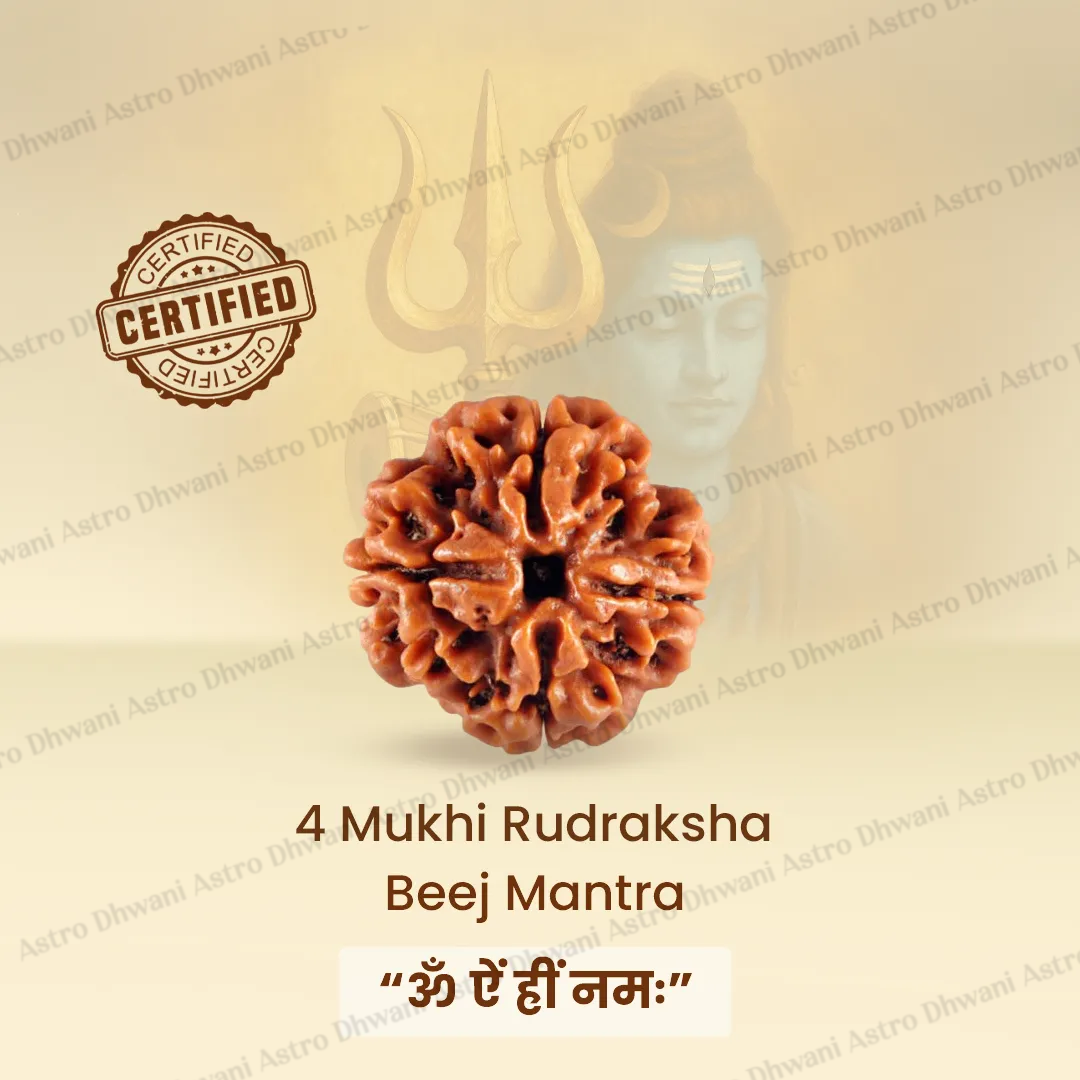 Nepali 4 Mukhi Rudraksha (Four Faced) for Knowledge, Communication & Success