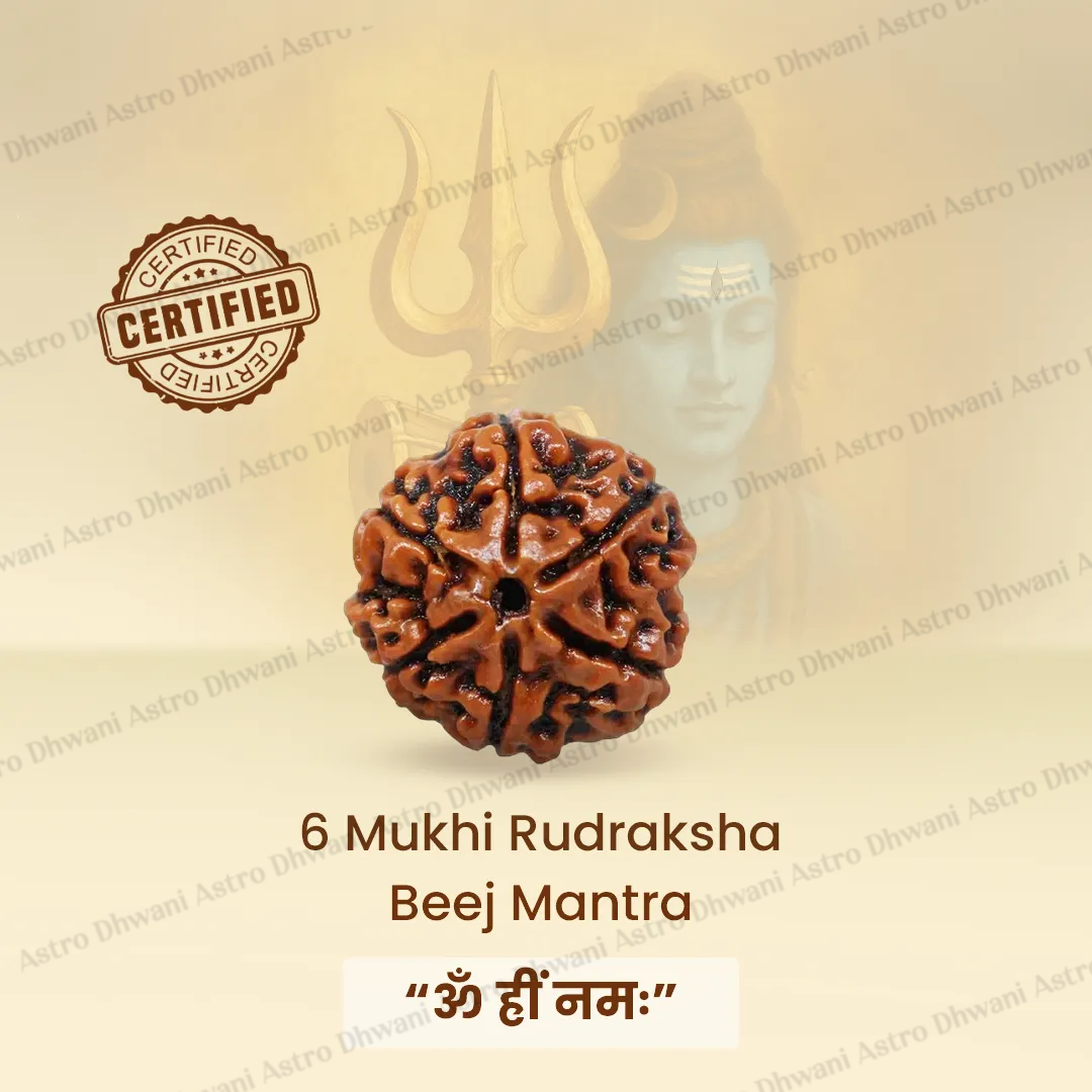 Nepali 6 Mukhi Rudraksha (Six Faced) for Confidence, Control & Success