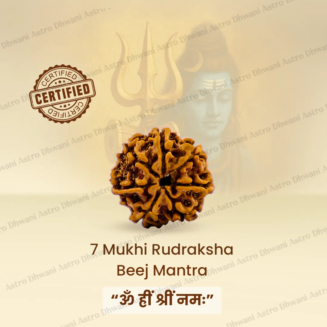 Nepali 7 Mukhi Rudraksha (Seven Faced) for Wealth, Prosperity & Financial Growth