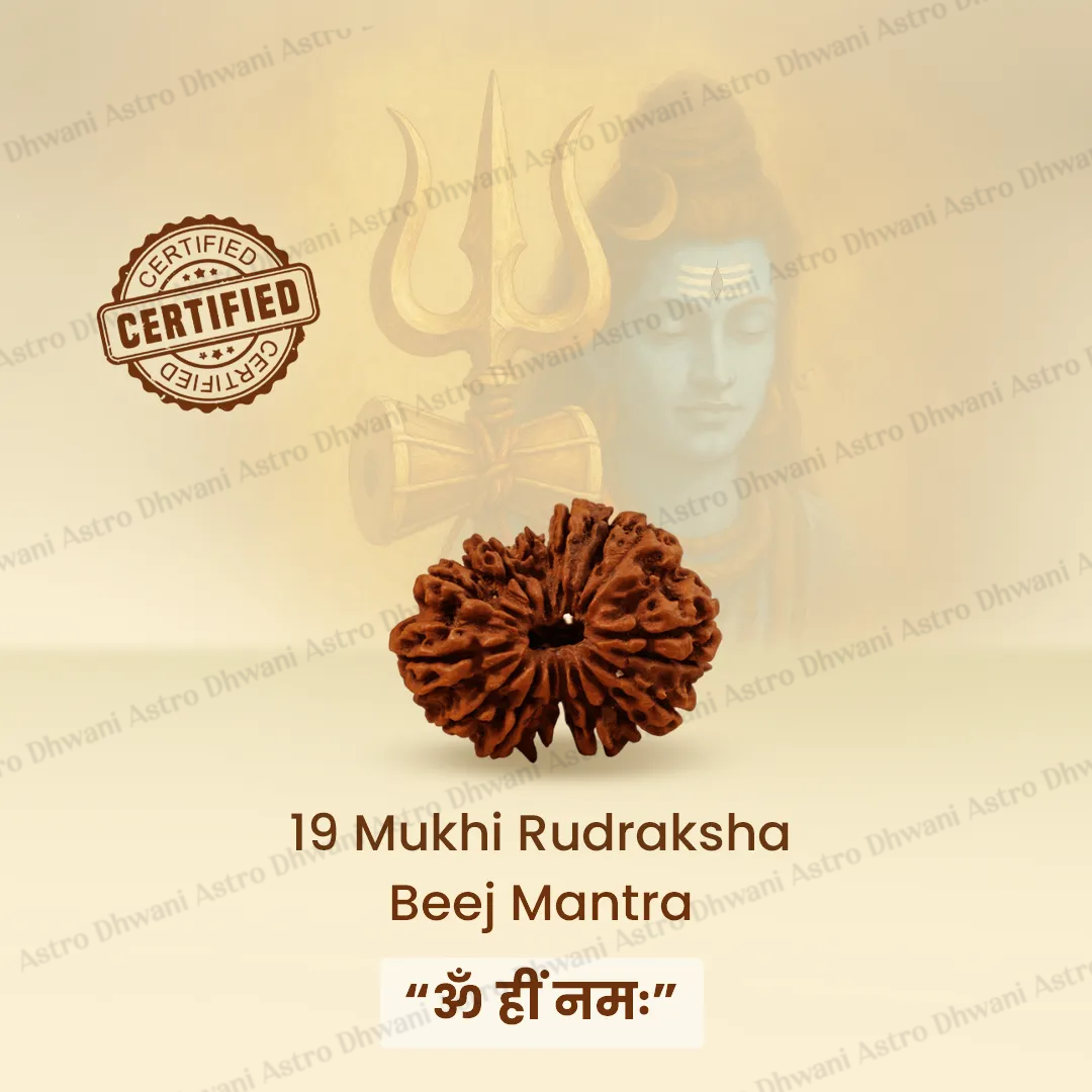 Nepali 19 Mukhi Rudraksha (Nineteen-Faced) for Wealth, Prosperity & Success