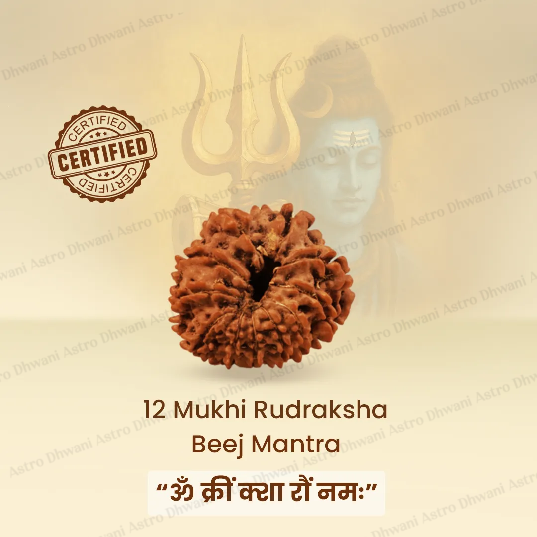 Nepali 12 Mukhi Rudraksha (Twelve-Faced) for Leadership, Confidence & Success
