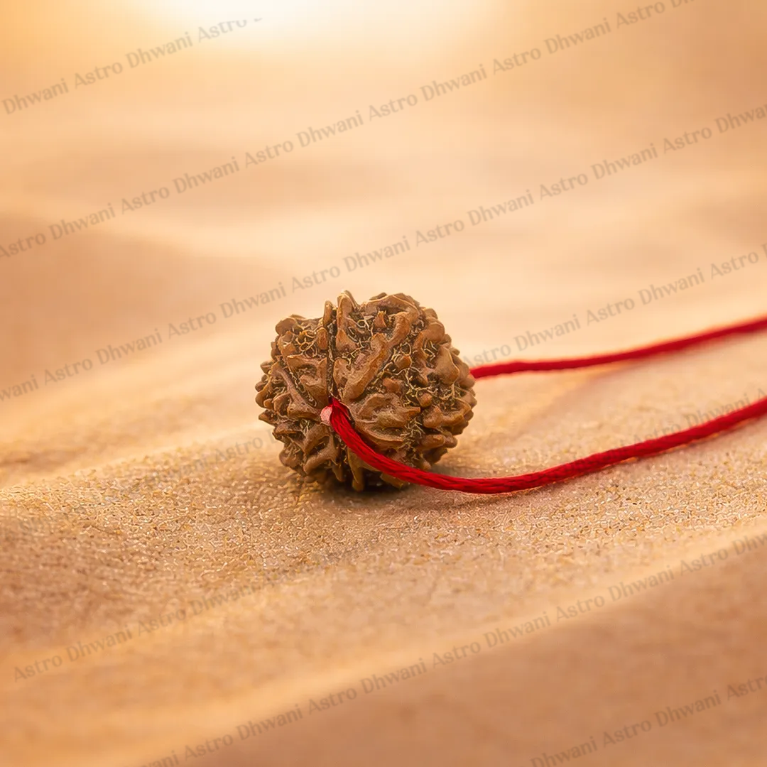 Nepali 8 Mukhi Rudraksha (Eight Faced) for Success, Clarity & Obstacle Removal