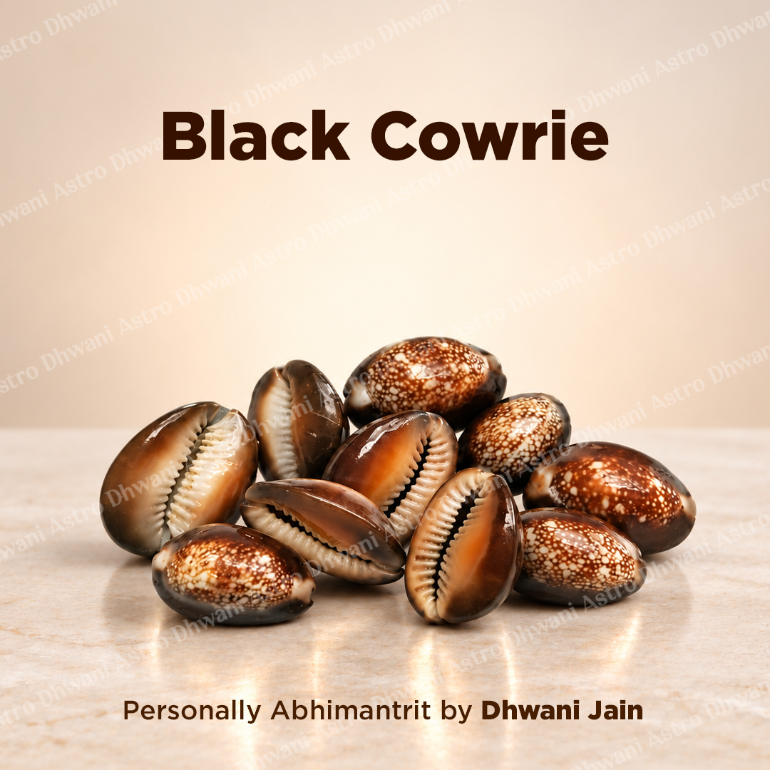 Black Cowrie