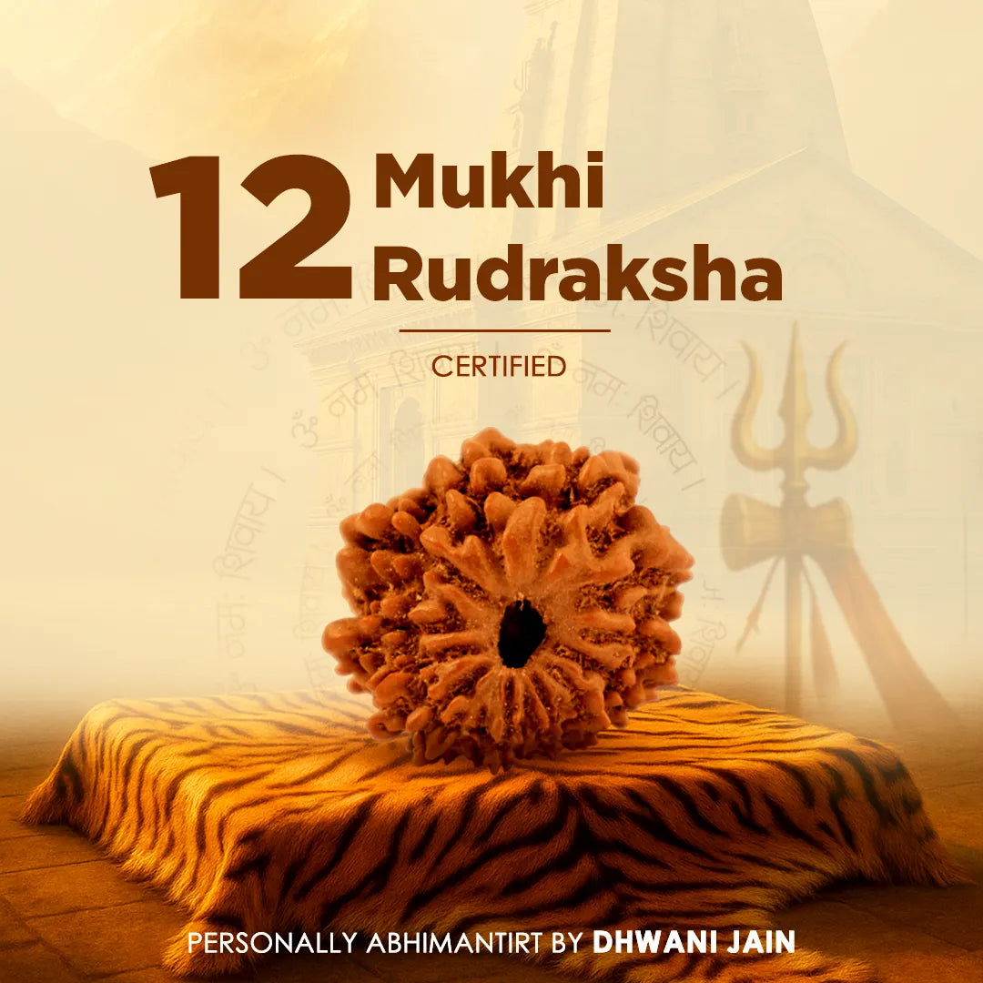 Nepali 12 Mukhi Rudraksha (Twelve Faced)