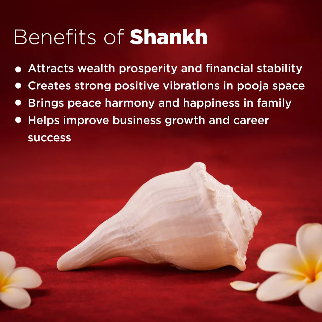 White conch shell with flowers on a red background, listing benefits of Shankh.
