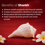 White conch shell with flowers on a red background, listing benefits of Shankh.
