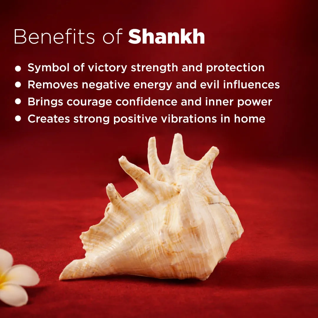 Conch shell with benefits of Shankh on a red background
