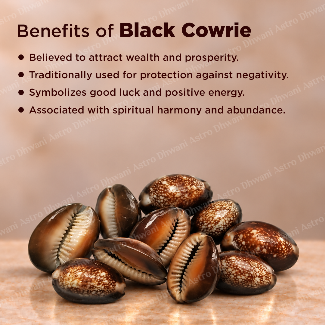 Black Cowrie