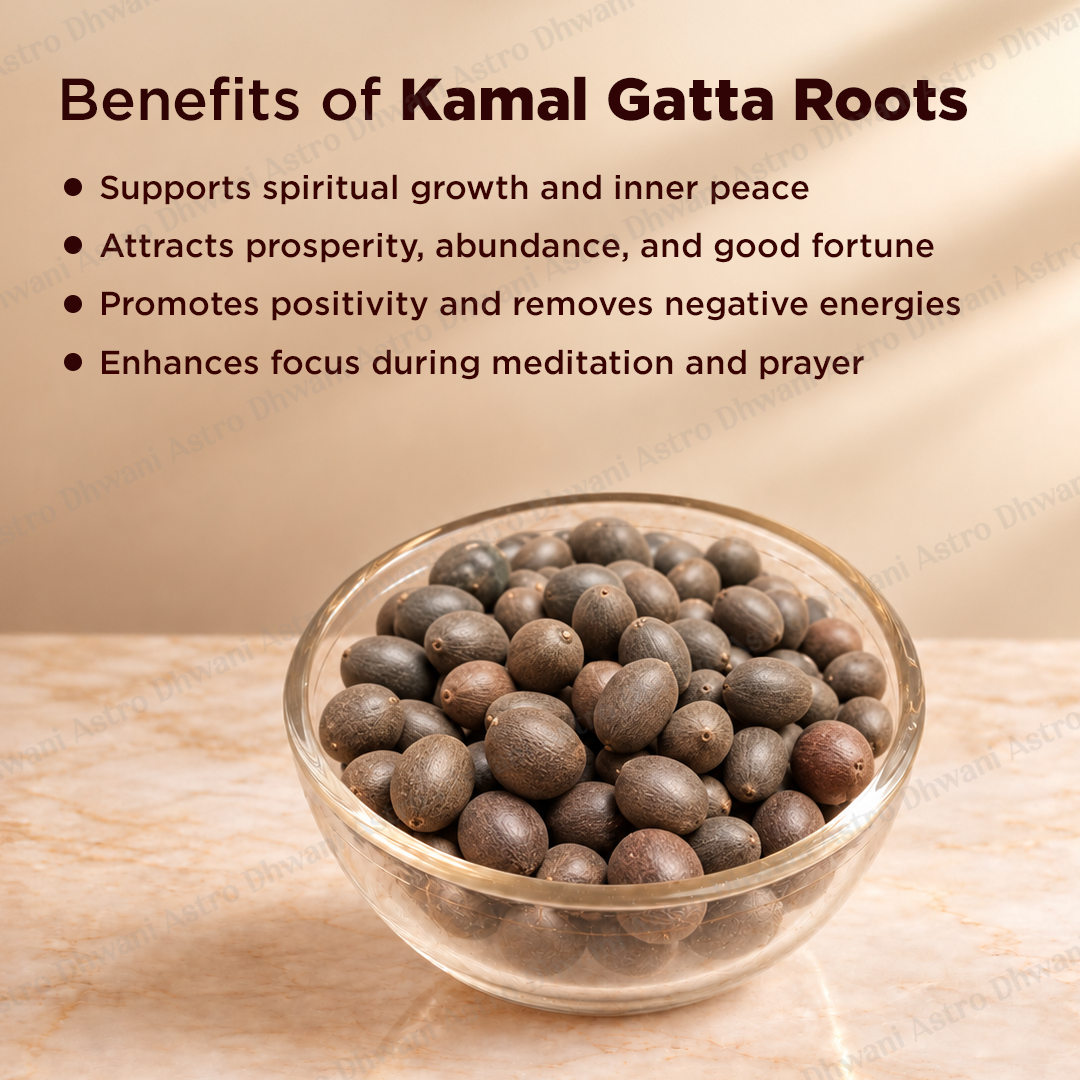 Kamal Gata Seed (Lotus Seed) - Abhimantrit ( 21 pieces )