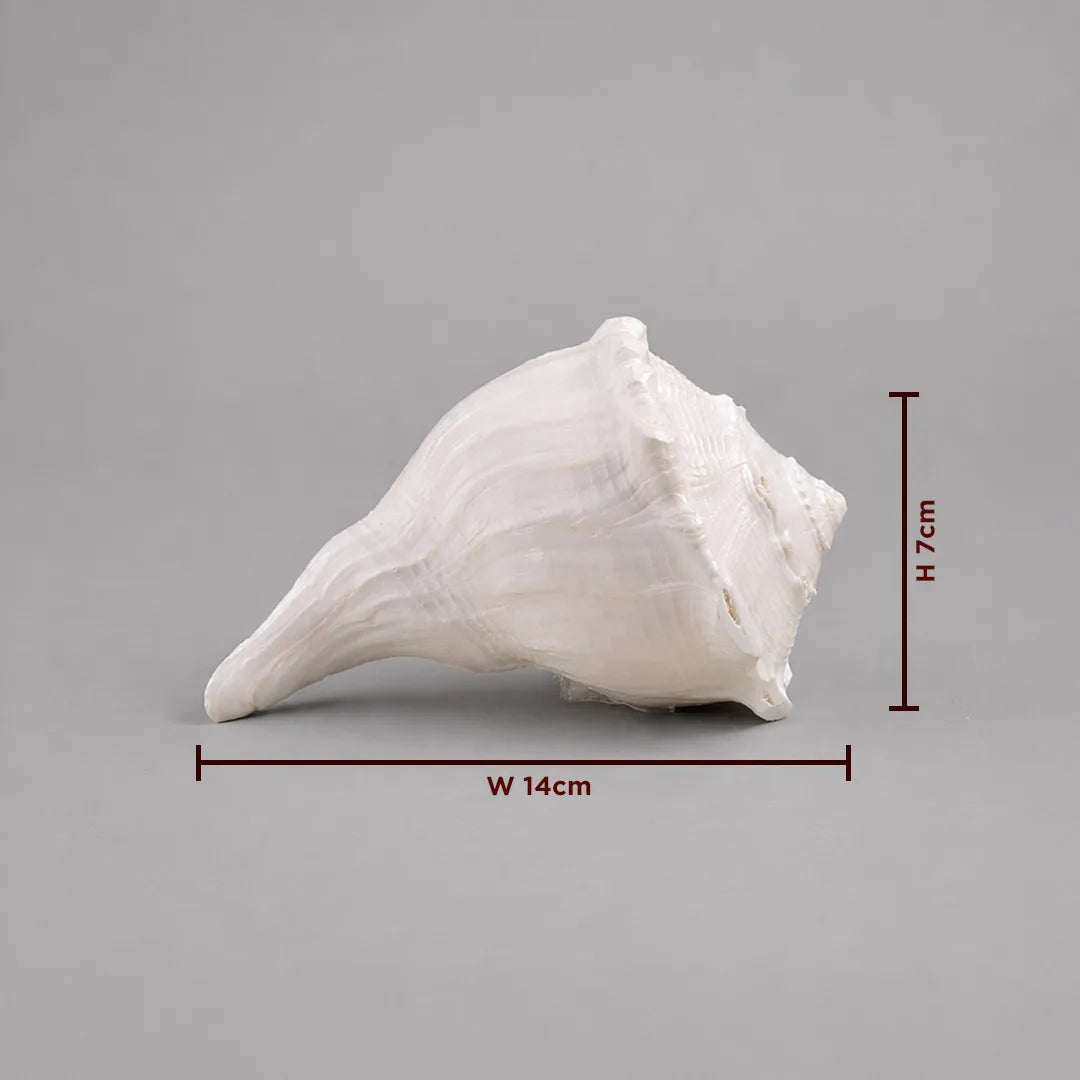 White conical shell with measurements on a gray background