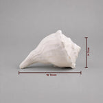 White conical shell with measurements on a gray background