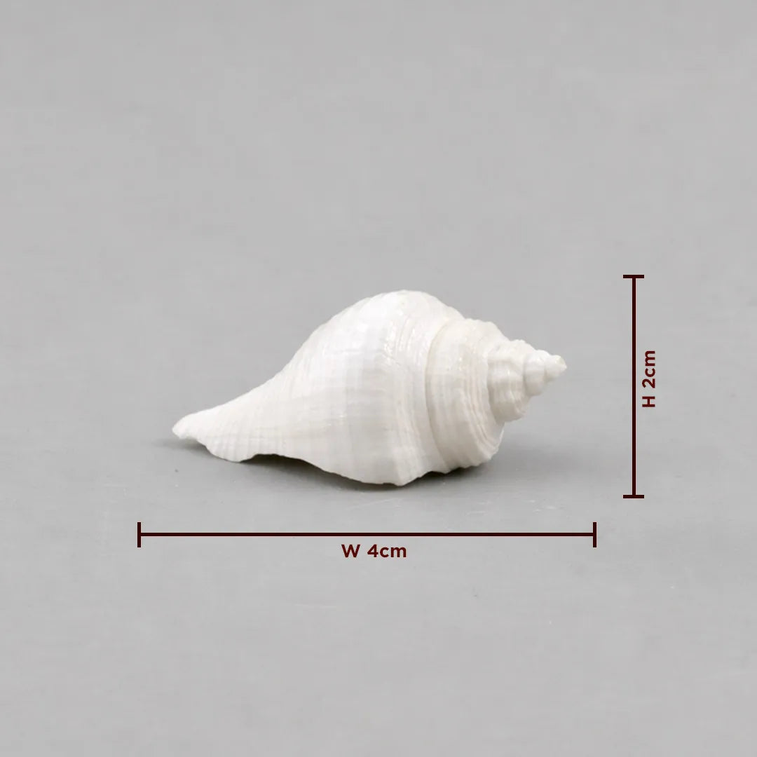 White conch shell with dimensions on a gray background
