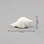 White conch shell with dimensions on a gray background
