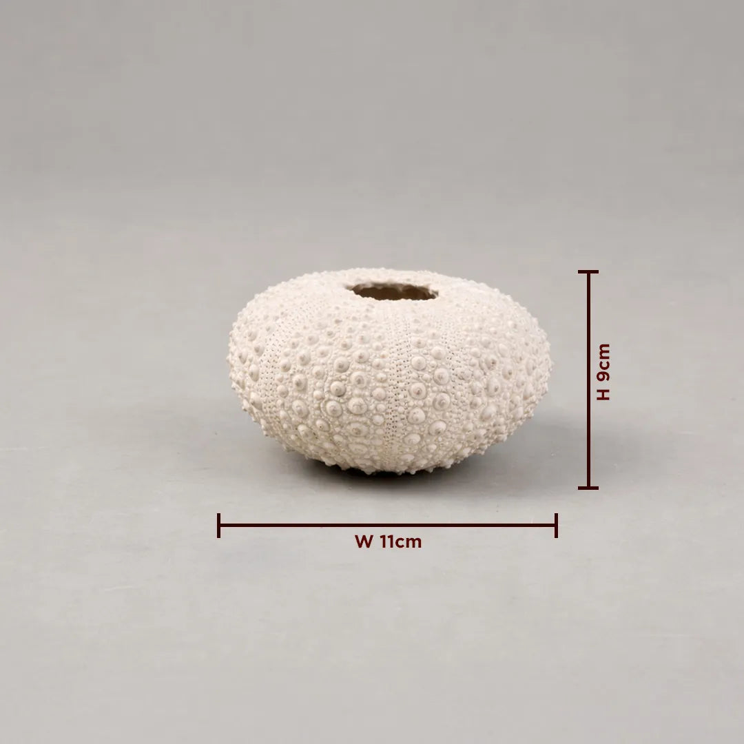 White textured vase with dimensions on a gray backgroundPadam Shankh – Sacred Lakshmi Shankh for Wealth, Prosperity