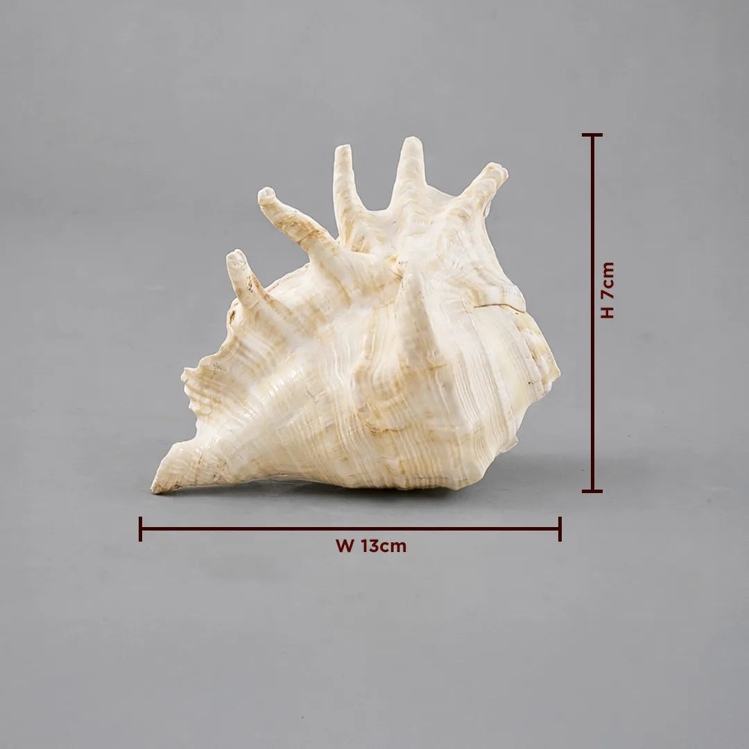 Large shell with dimensions indicated on a gray backgroundPanchajanya Shankh – Sacred Conch of Lord Vishnu for Victory, Protection