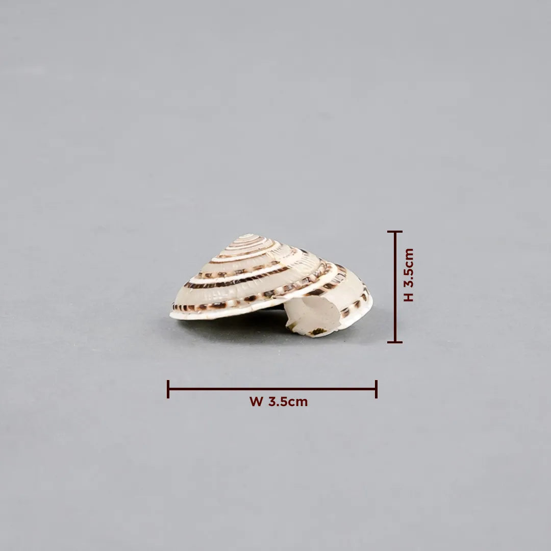 Shell with dimensions labeled on a gray background