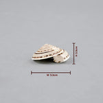 Shell with dimensions labeled on a gray background