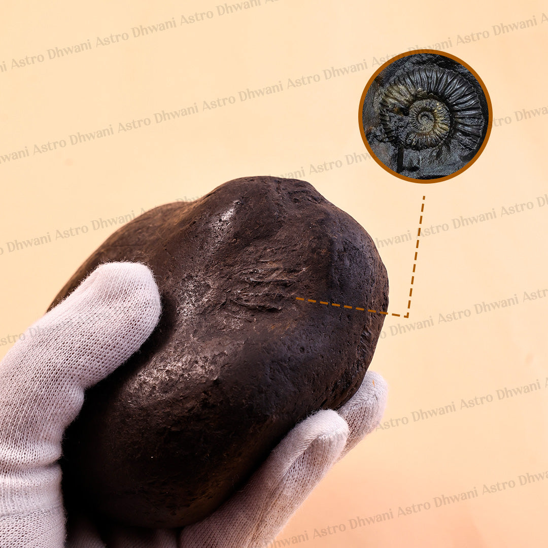 A hand wearing a white knit glove holds a dark brown, textured stone or fossil specimen against a warm beige background. A circular inset at the top right shows a close-up of a spiral ammonite-like fossil, with a dashed line connecting it to the main specimen.
