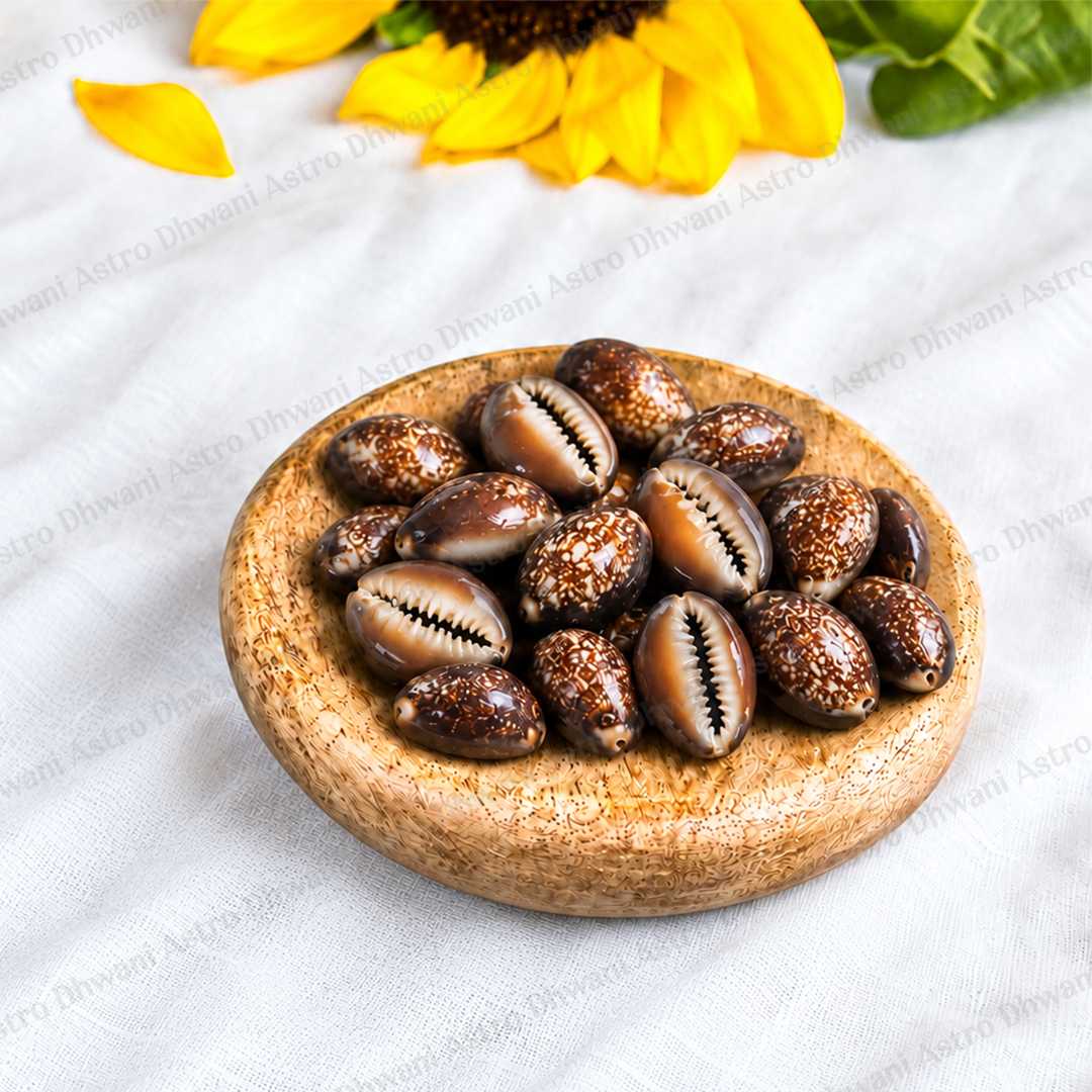 Black Cowrie