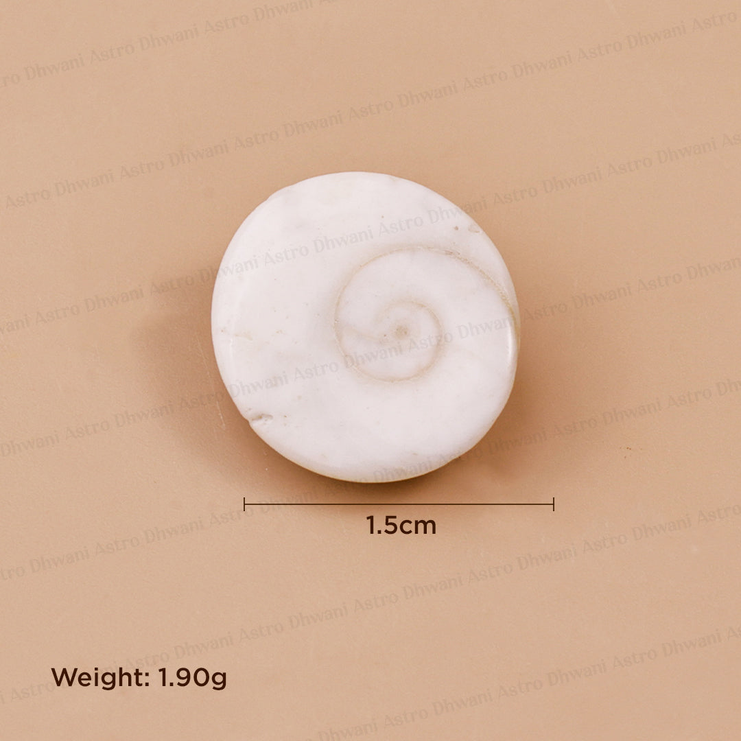 Gomti Chakra Shell ( Mini ) - Abhimantrit