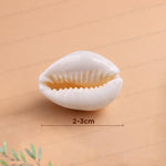 A white cowrie shell photographed on a warm beige background with a small size marker reading 2-3cm below it.